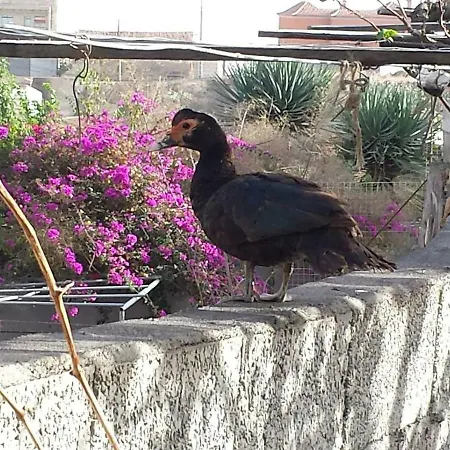 Casa Maria Luisa Σαν Μιγκέλ ντε Αμπόνα