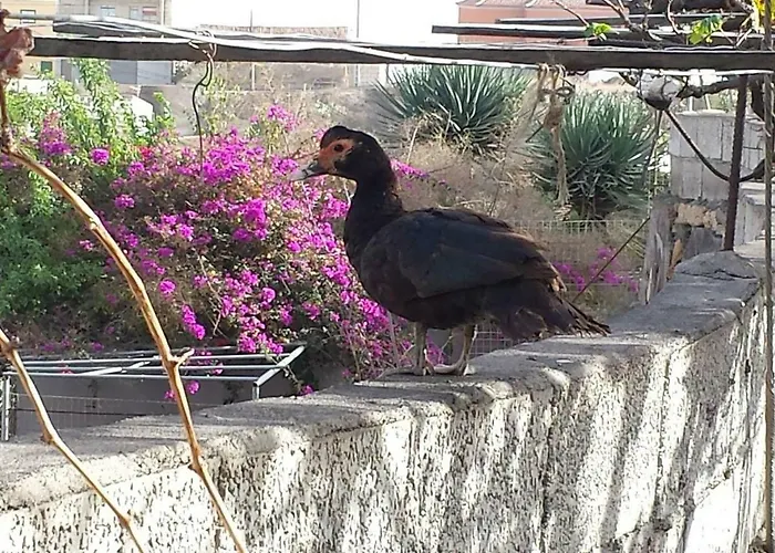 Casa Maria Luisa San Miguel de Abona